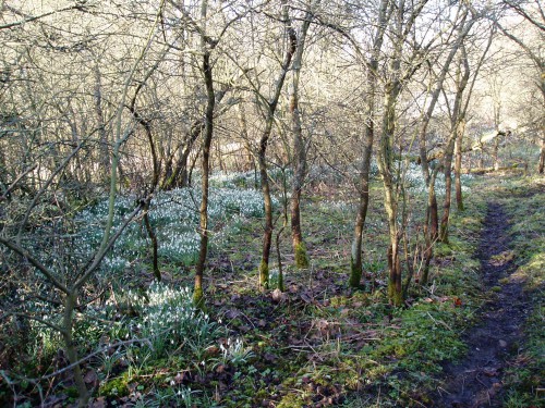Snowdrops (Image) - The Friends of Ponteland Park