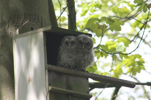 Young Tawny Owls (Image) - The Friends of Ponteland Park
