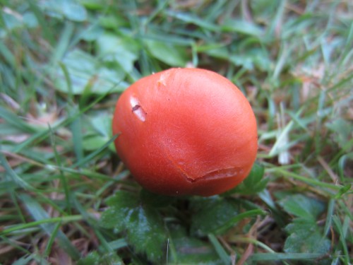 Meadow Waxcap (Image) - The Friends of Ponteland Park