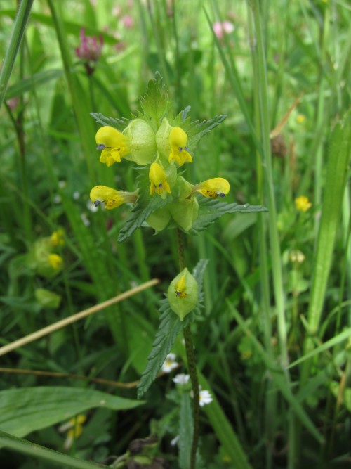 Yellow Rattle (Image) - The Friends of Ponteland Park