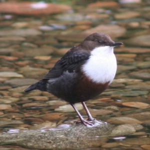 Dipper on the Pont