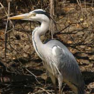 Grey Heron - Ponteland Park