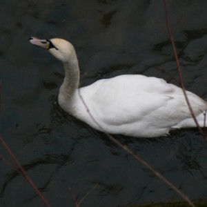 Swan - Ponteland Park