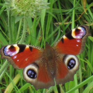 Peacock Butterfly - Ponteland Park