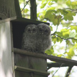 Young Tawny Owls - Ponteland Park